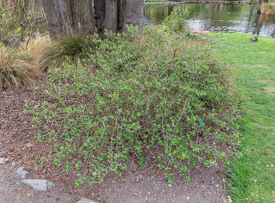 File:Aronia melanocarpa, Christchurch Botanic Gardens, Canterbury, New Zealand 13.jpg