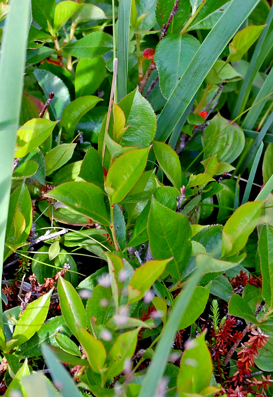File:Aronia melanocarpa (14812229919).jpg