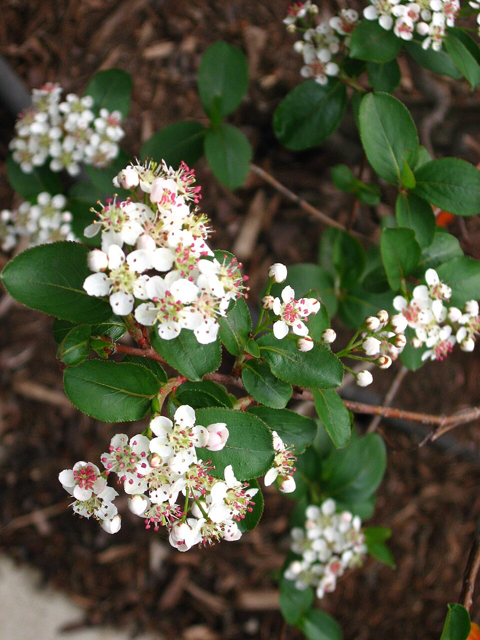 File:Aronia melanocarpa (491771406).jpg