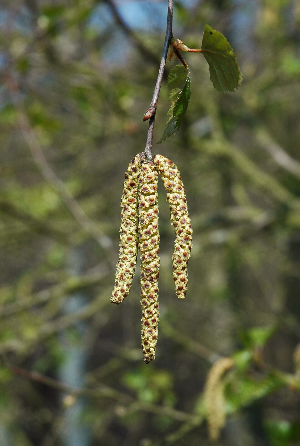 File:Betula pendula male catkins 2.jpg