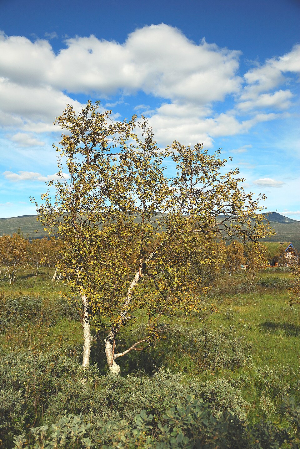 File:Betula pubescens Ljungdalen August 2011.jpg