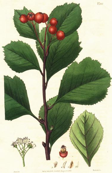 File:Crataegus sanguinea.jpg