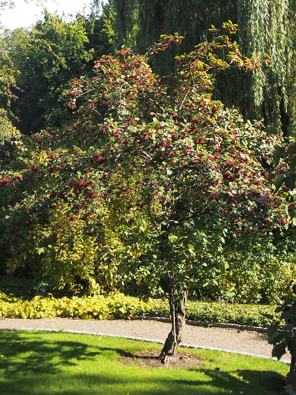 File:Crataegus sanguinea Głóg syberyjski 2021-10-02 01.jpg