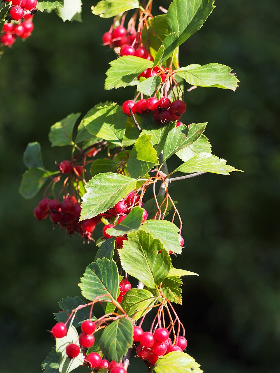 File:Crataegus sanguinea Głóg syberyjski 2021-10-02 02.jpg