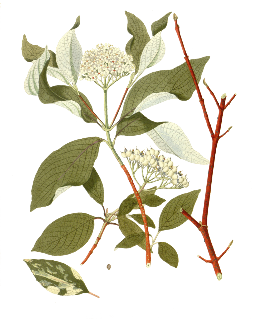 File:Cornus alba - J. C. Krauss - t. 4 (1802).png