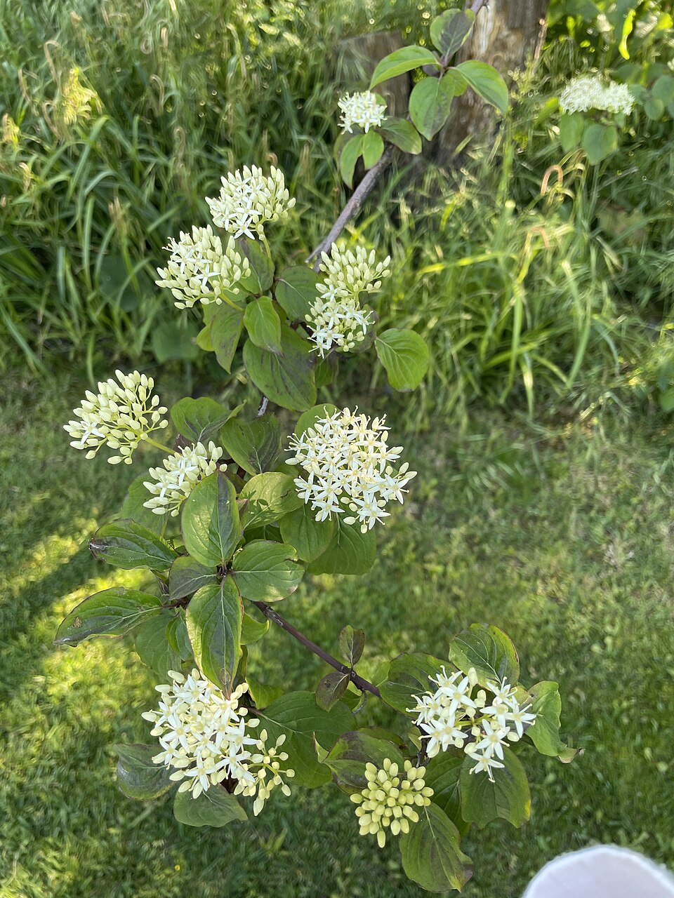 File:Cornus alba 001.jpg