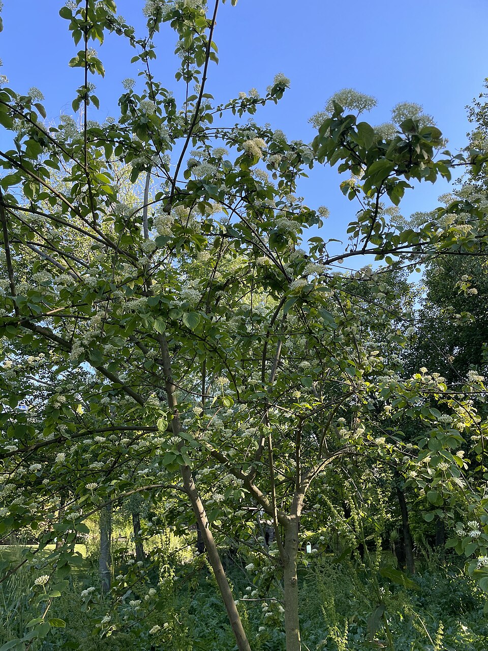 File:Cornus alba 002.jpg
