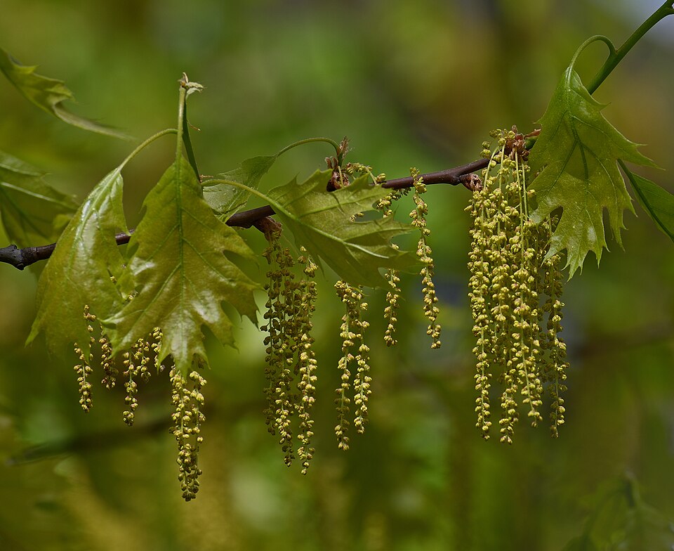 File:Blooming of Red oak (Quercus rubra).jpg