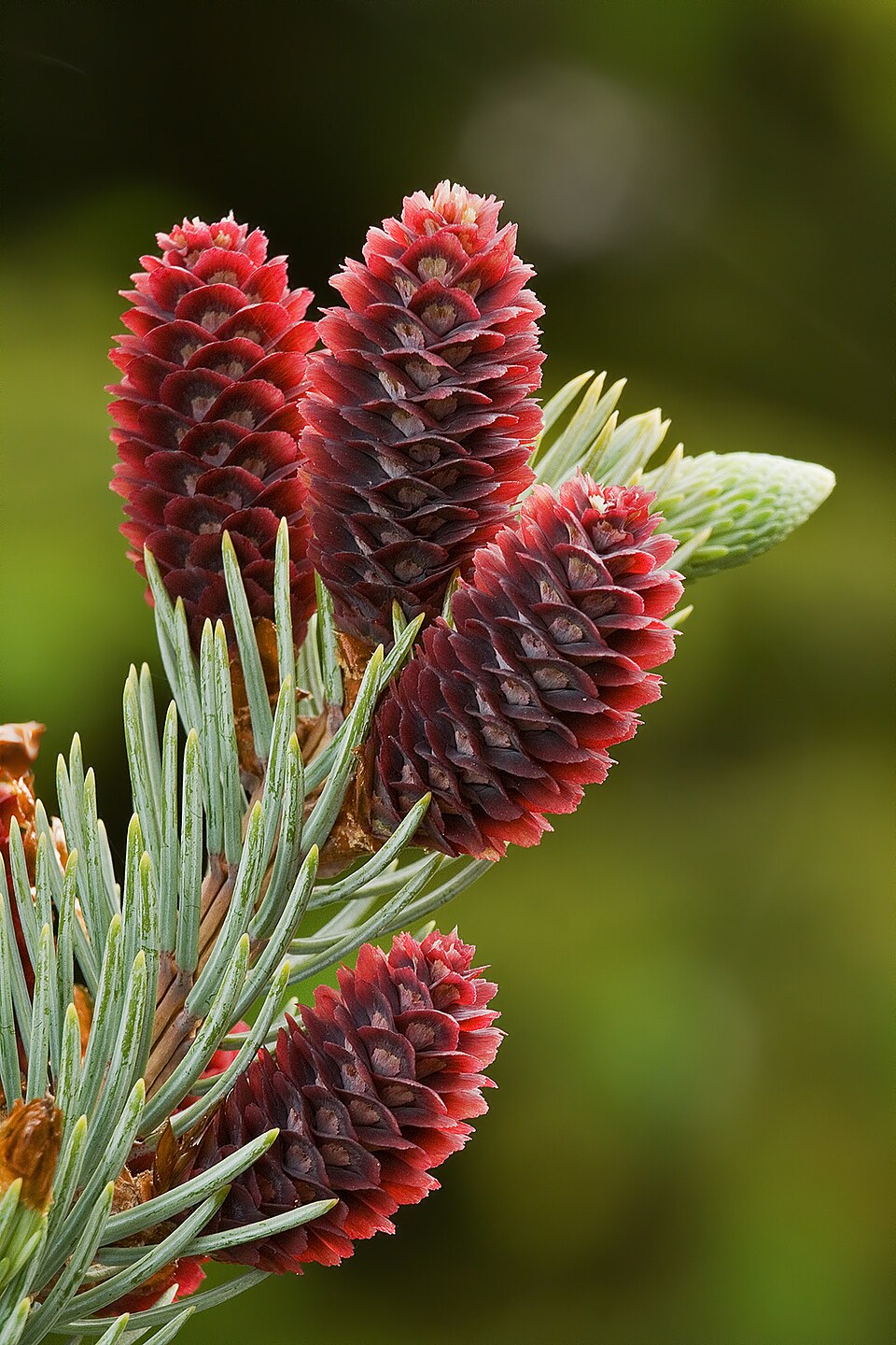 File:Picea Pungens Young Cones.jpg