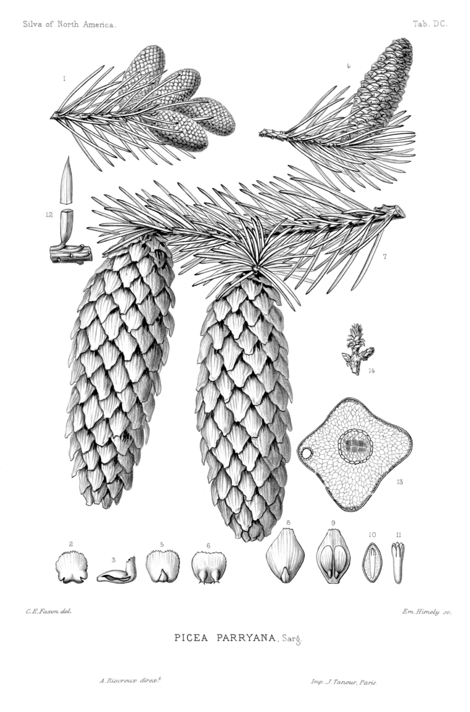 File:Picea pungens (as Picea parryana) - Charles Edward Faxon.png