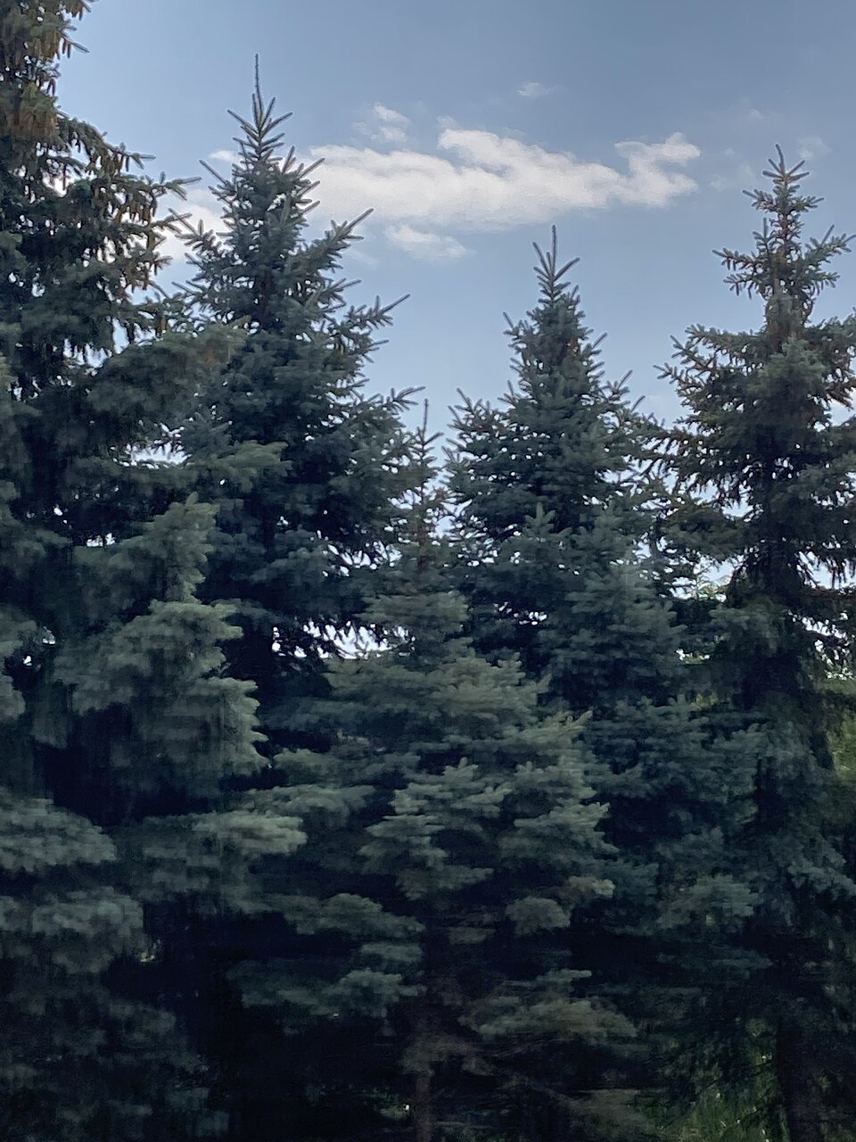 File:Picea pungens 157478400.jpg