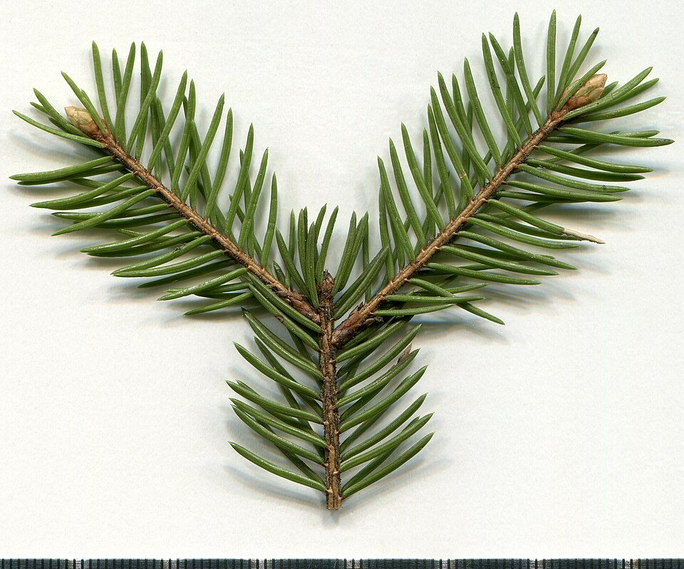 File:2020 year. Herbarium. Picea abies. img-001.jpg
