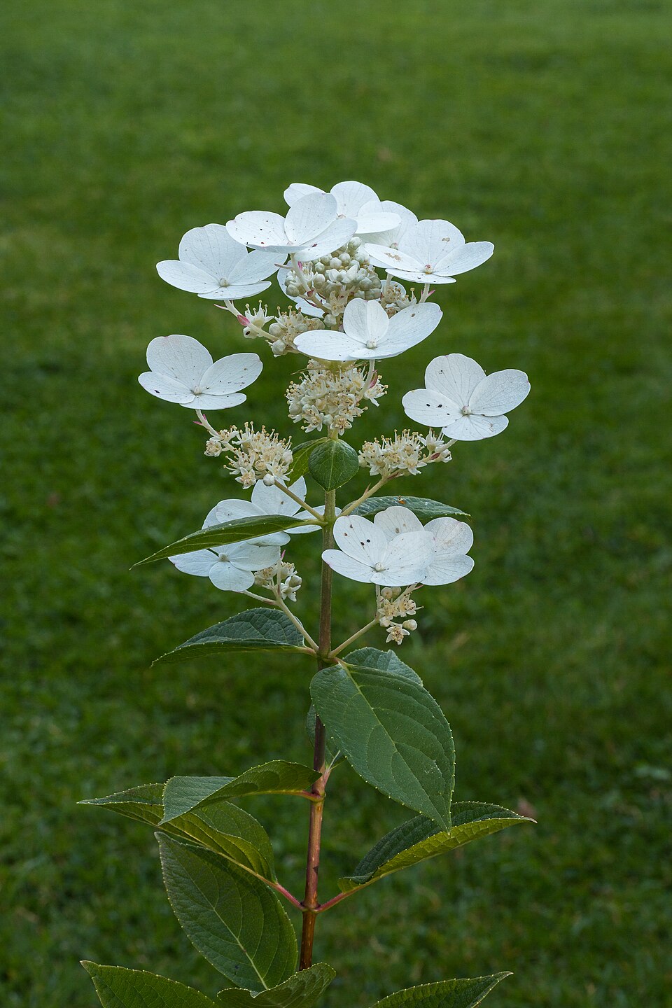 File:Hydrangea paniculata. Pluimhortensia. (d.j.b.) 02.jpg