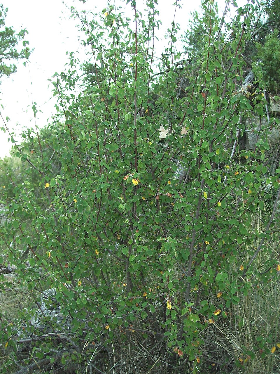 File:Amelanchier ovalis.JPG