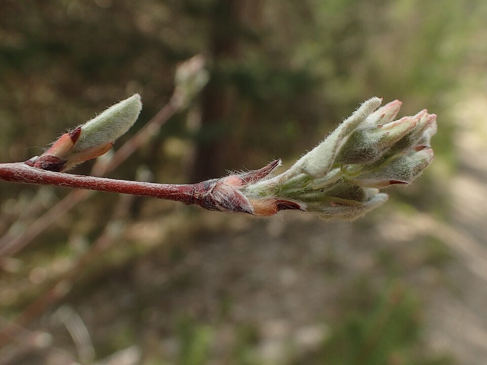 File:Amelanchier ovalis (bourgeon fleur).jpg