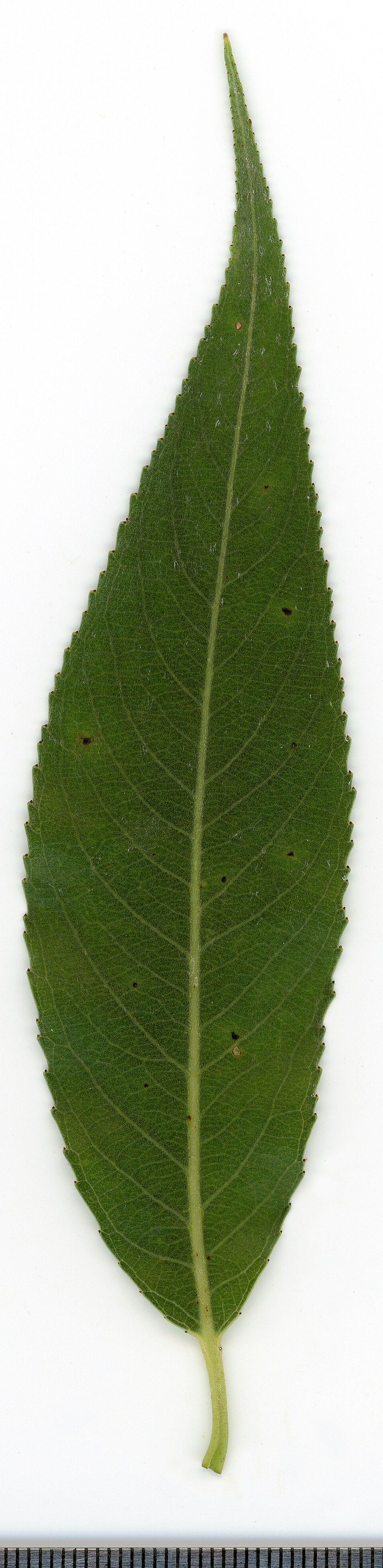 File:2020 year. Herbarium. Salix alba. img-007.jpg