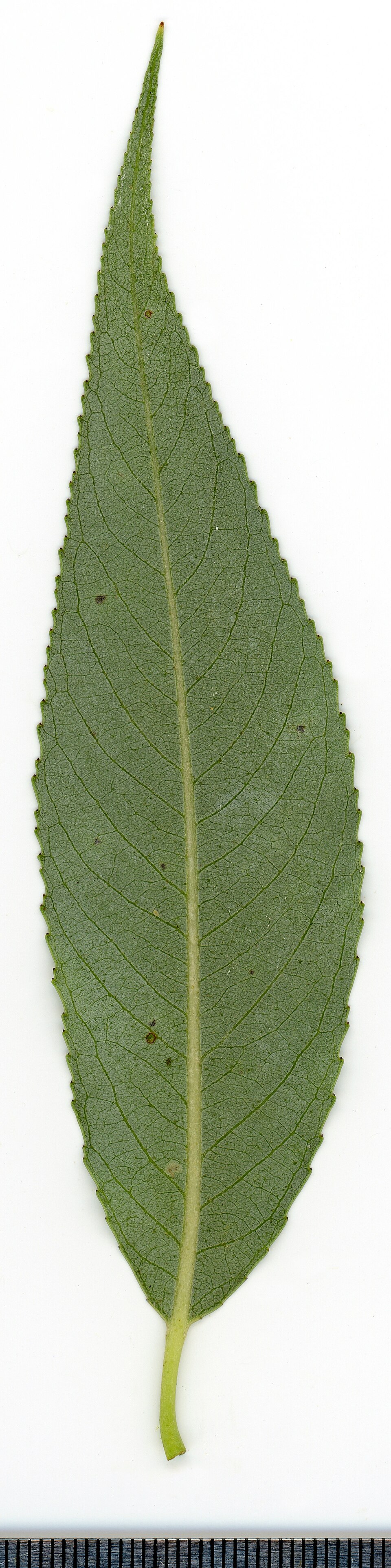 File:2020 year. Herbarium. Salix alba. img-008.jpg
