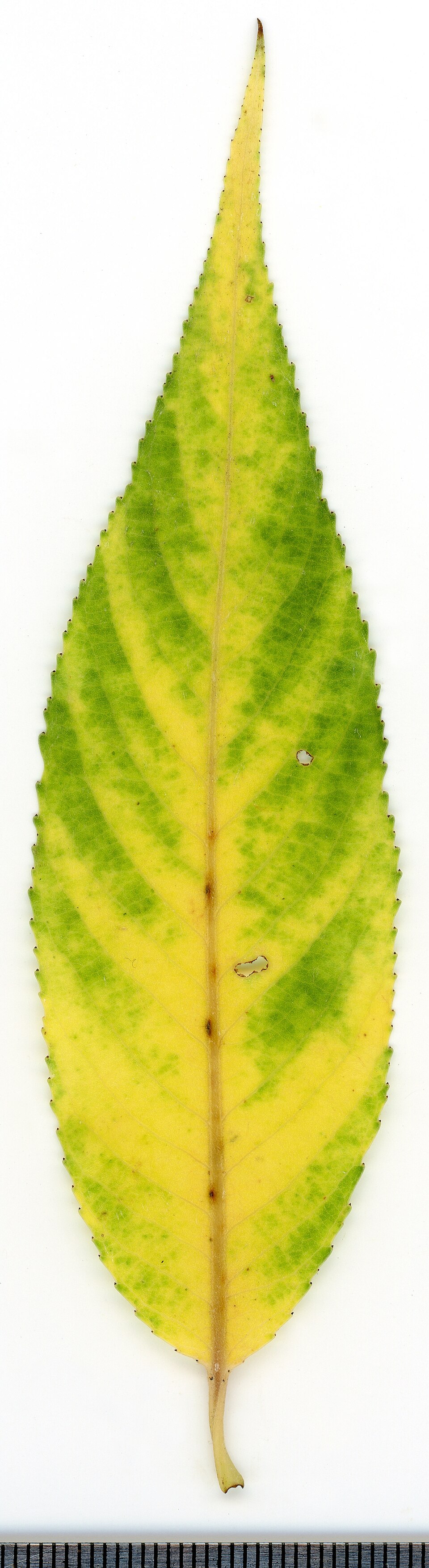 File:2020 year. Herbarium. Salix alba. img-011.jpg