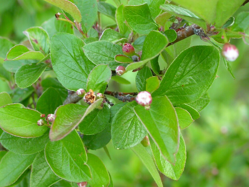 File:Cotoneaster lucidus (5071618557).jpg