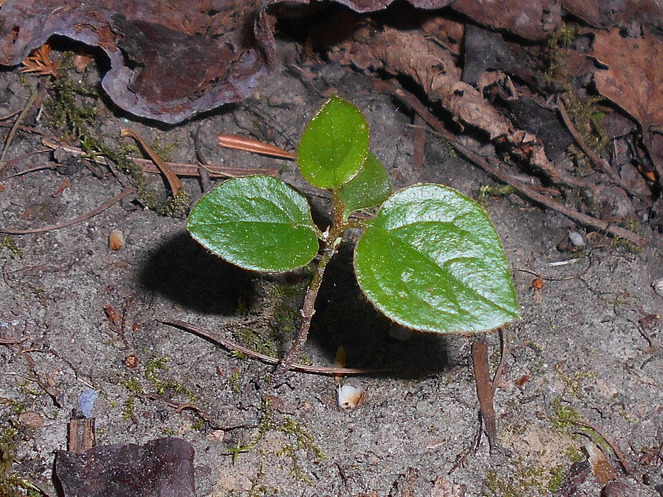 File:Cotoneaster lucidus 2018-05-04 1053.jpg