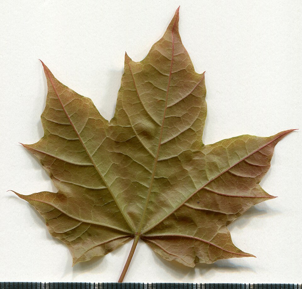 File:2020 year. Herbarium. Acer platanoides. img-006.jpg