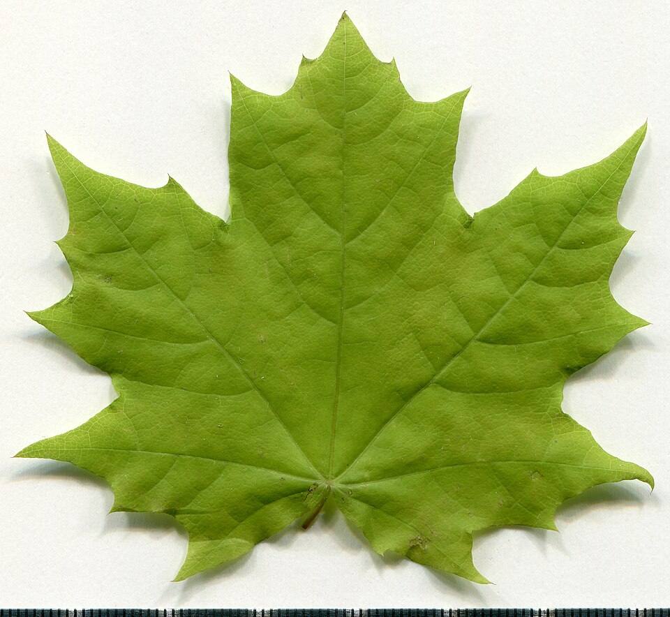 File:2020 year. Herbarium. Acer platanoides. img-011.jpg
