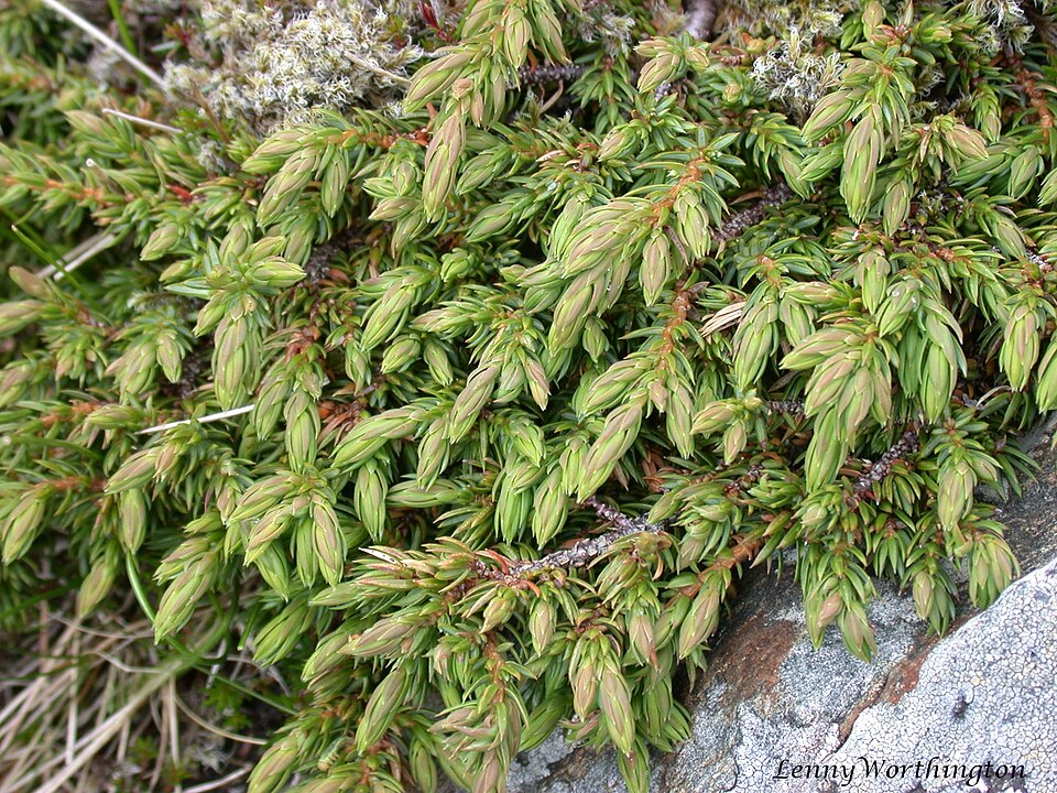 File:Juniper Juniperus communis Ssp. nana (26277851553).jpg
