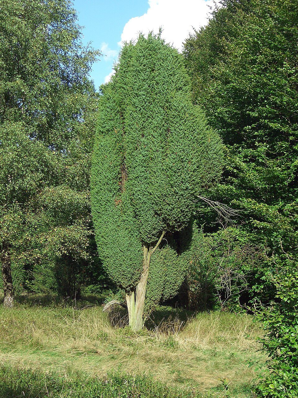 File:Juniperus-communis-LünHei-1466.jpg