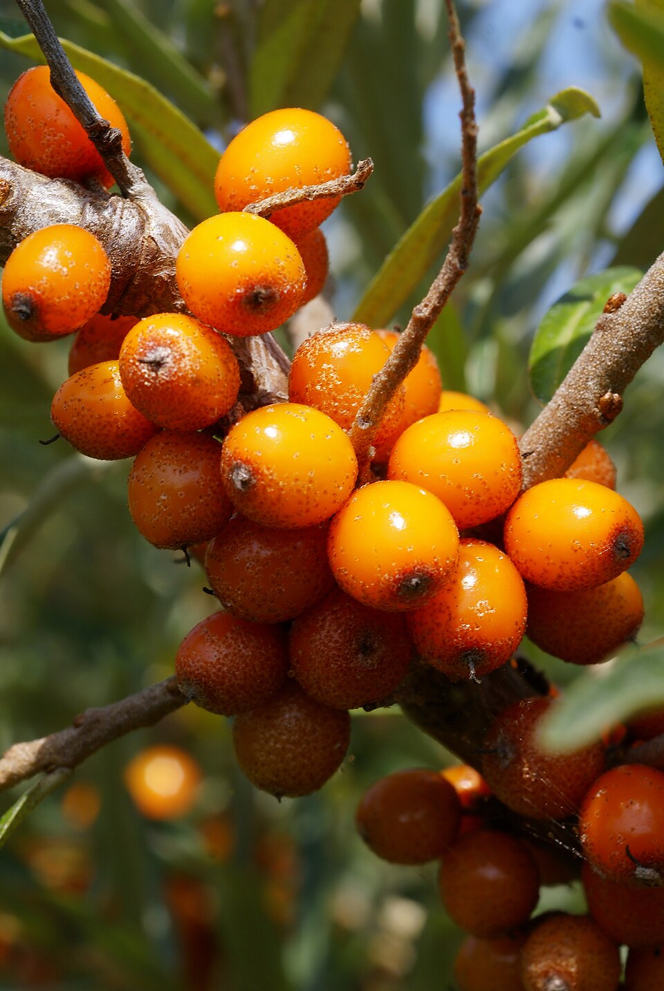 File:Hippophae rhamnoides.jpg