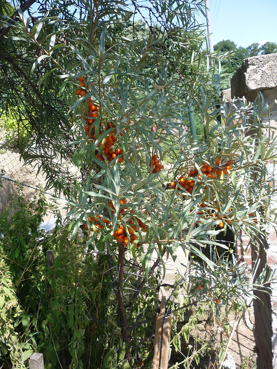 File:Hippophae rhamnoides (Konference).jpg