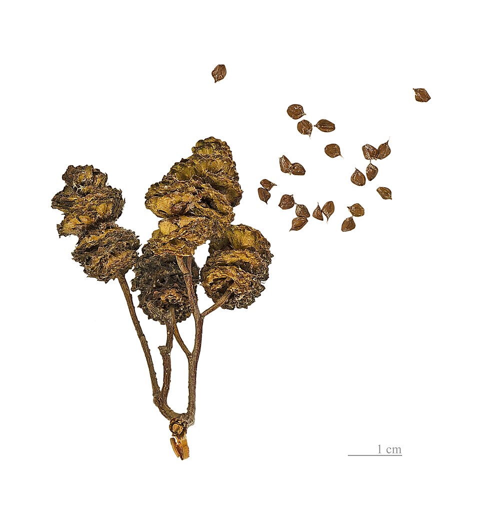 File:Alnus glutinosa MHNT.BOT.2004.0.10a.jpg