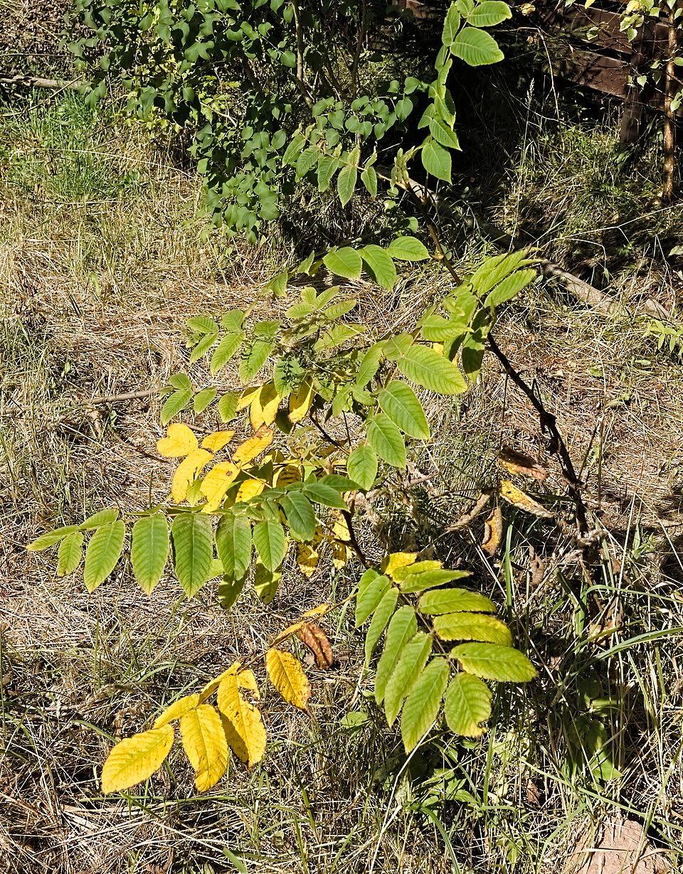 File:Borovsk, Juglans mandshurica young, Sept 2026 02.jpg