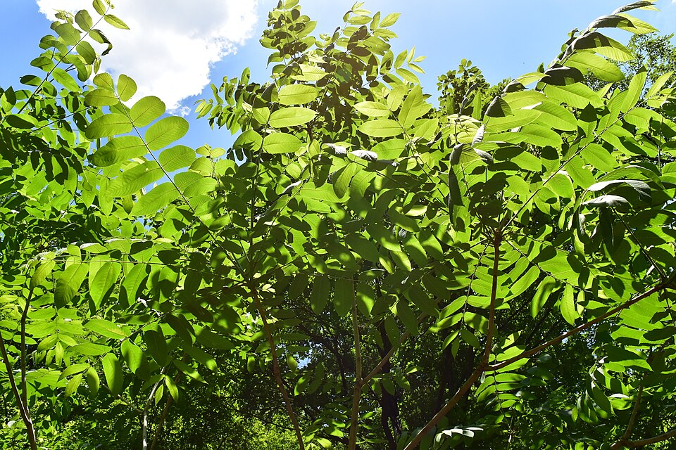 File:Juglans mandshurica(20170527).jpg