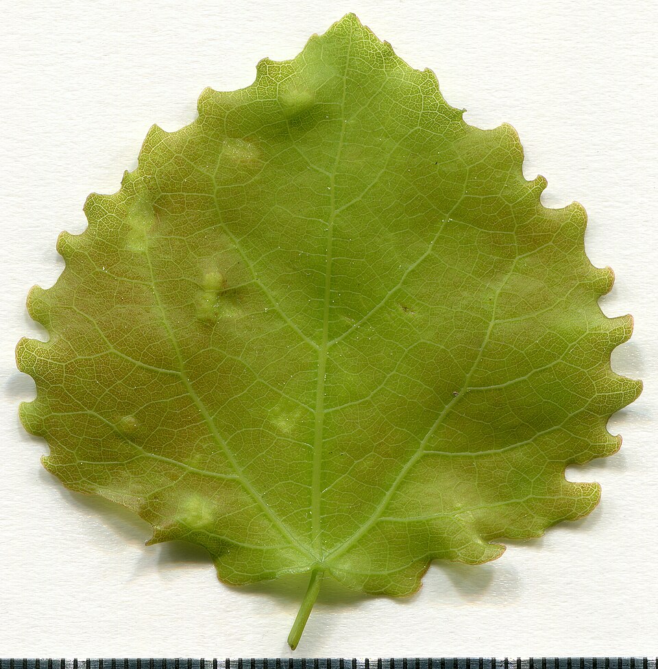 File:2020 year. Herbarium. Populus tremula. img-017.jpg