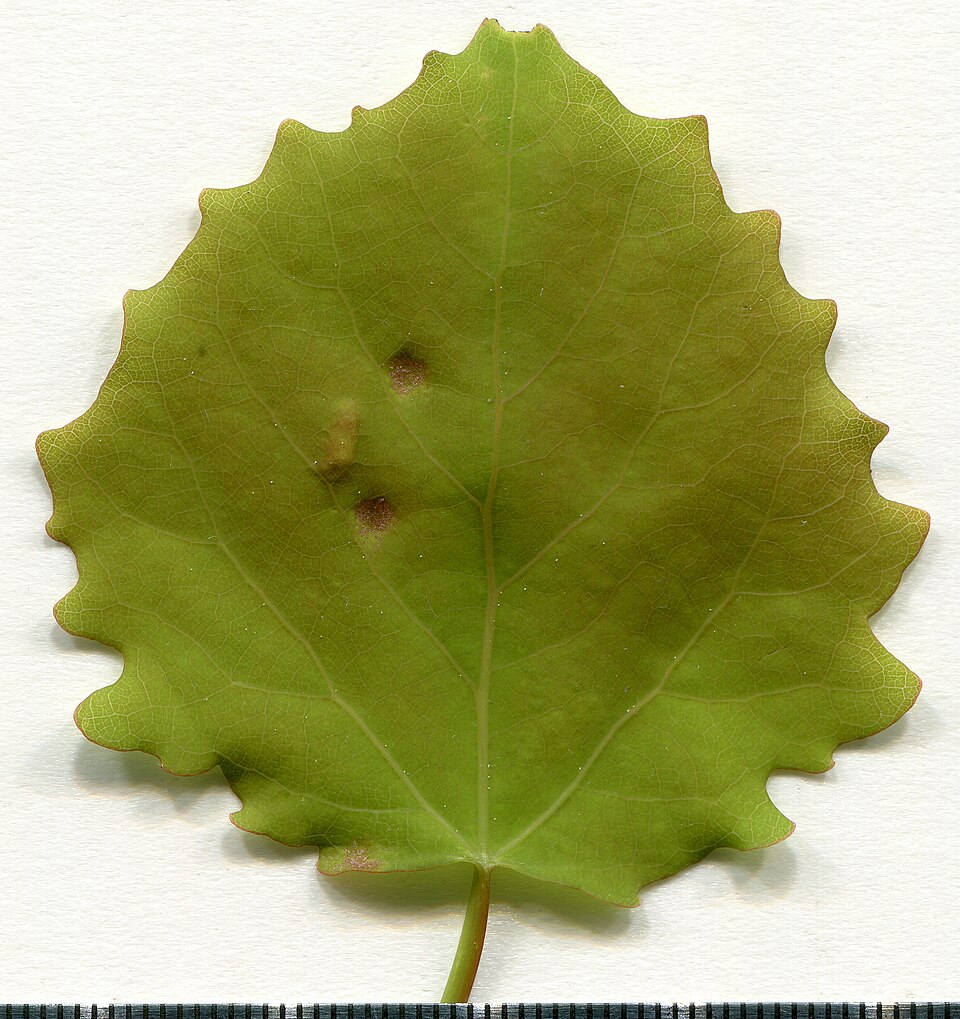 File:2020 year. Herbarium. Populus tremula. img-019.jpg