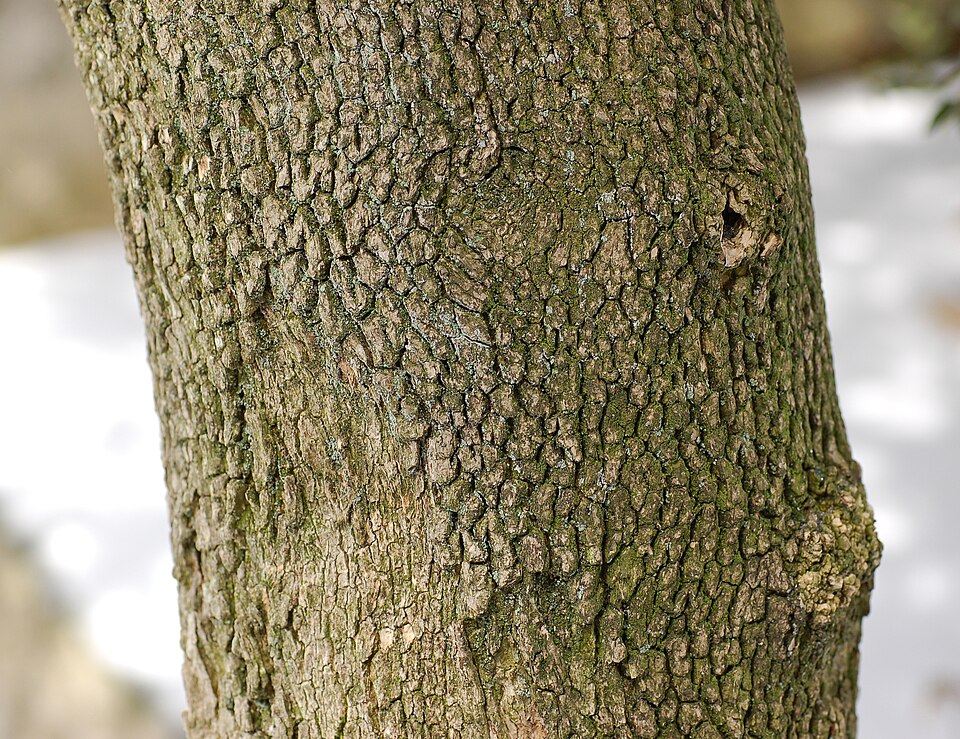 File:Boxwood Buxus sempervirens var. arborescens Bark 2597px.jpg