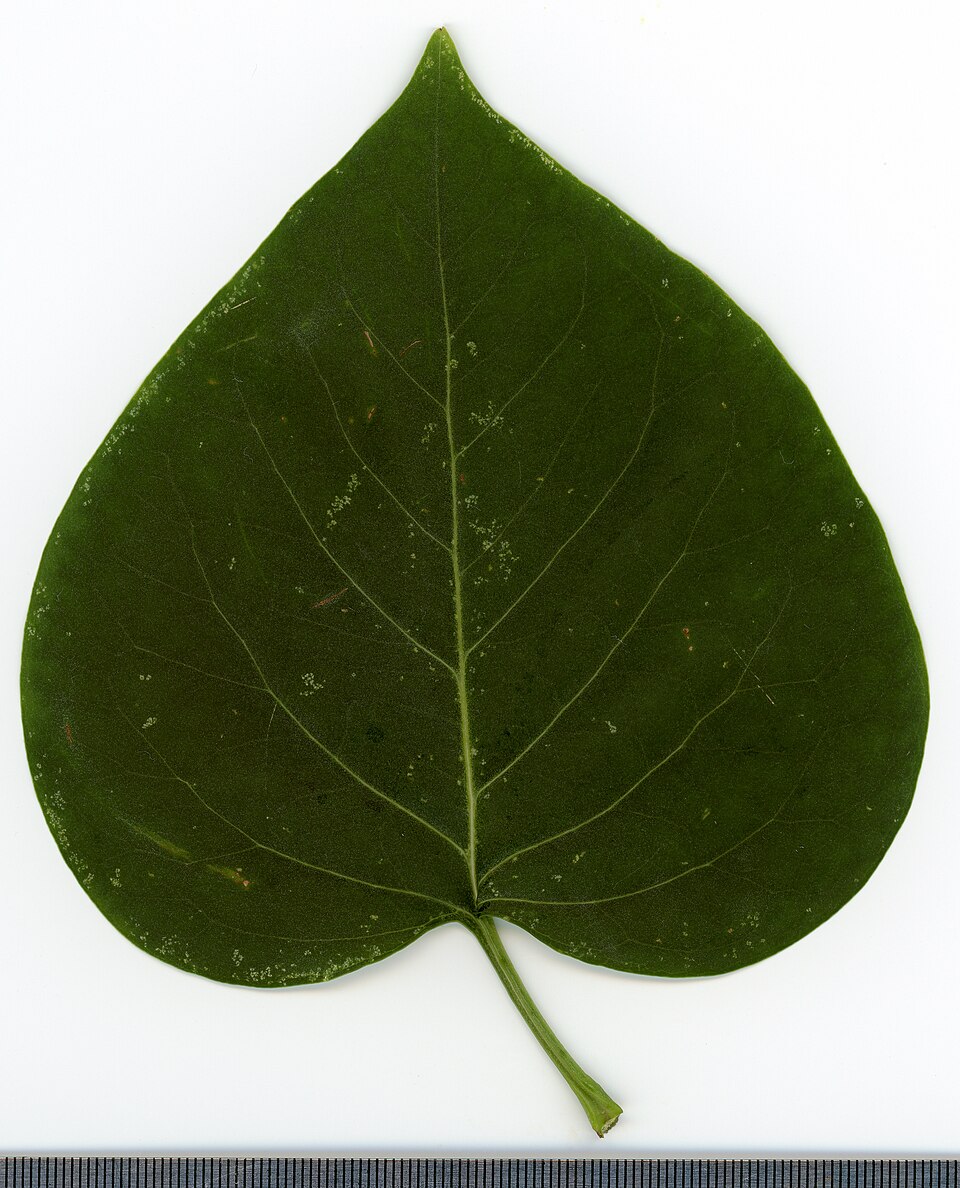 File:2020 year. Herbarium. Syringa vulgaris. img-005.jpg