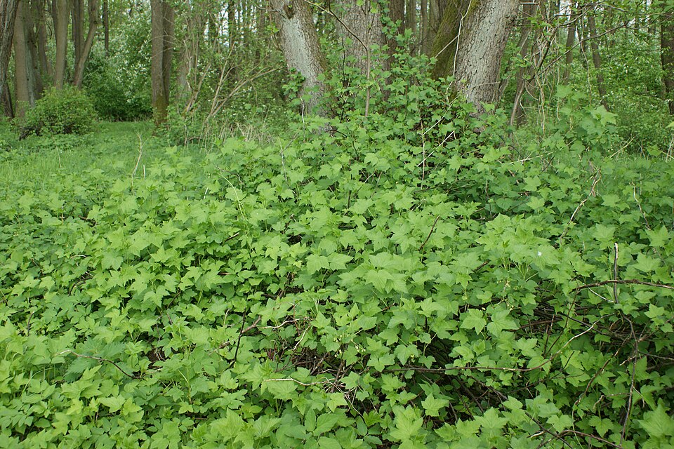 File:Ribes nigrum kz02.jpg