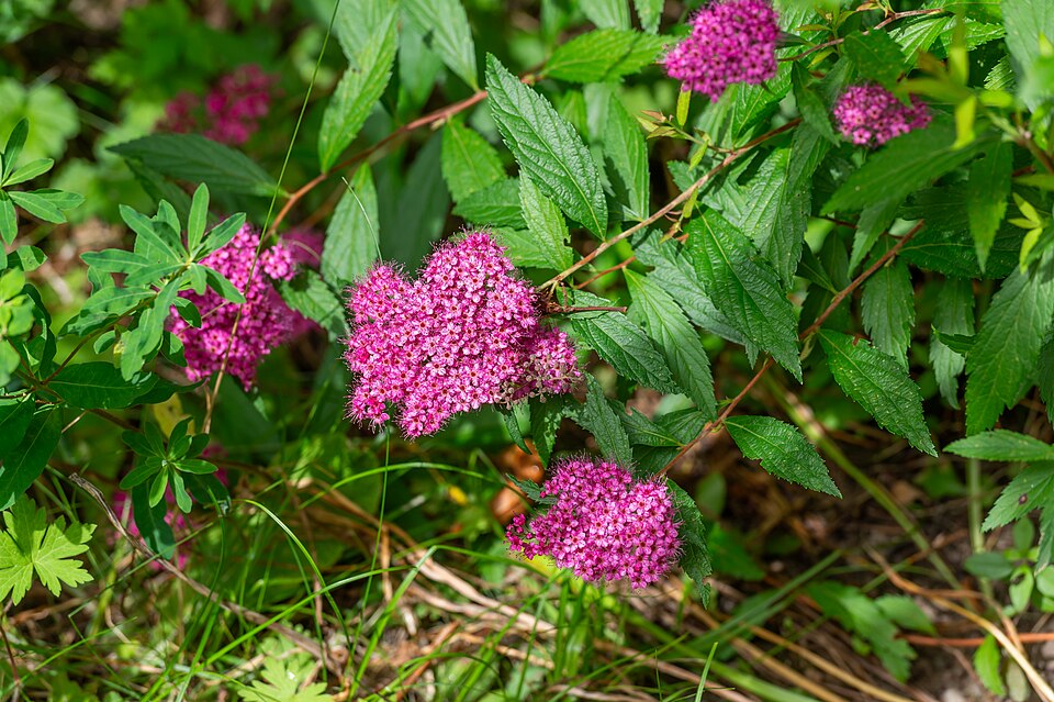 File:Pörtschach Winklern 10.-Oktober-Straße 69 Spiraea japonica 21062024 1150.jpg