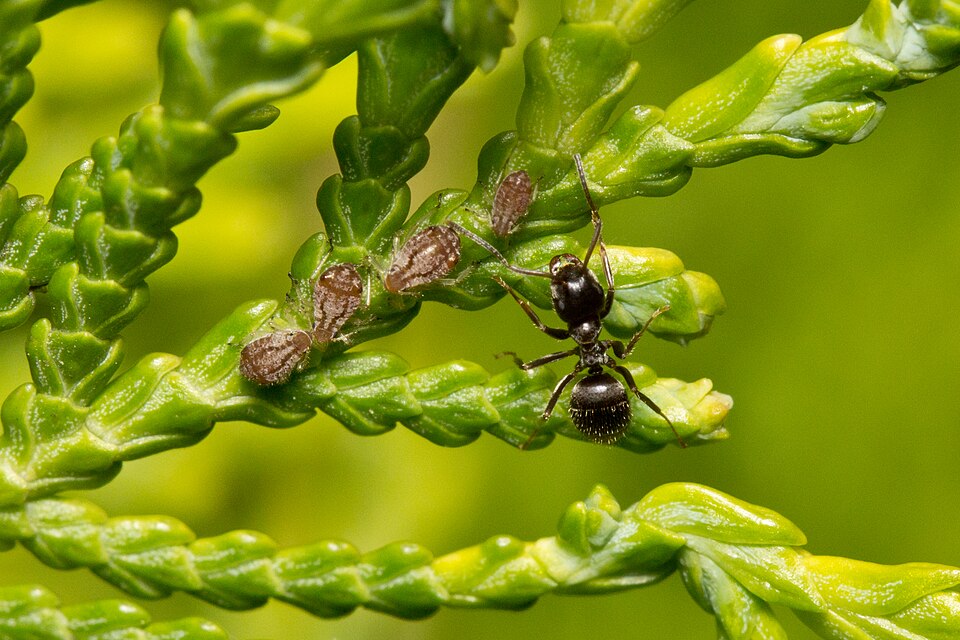 File:Lasius niger y Cinara tujafilina en Thuja orientalis.jpg
