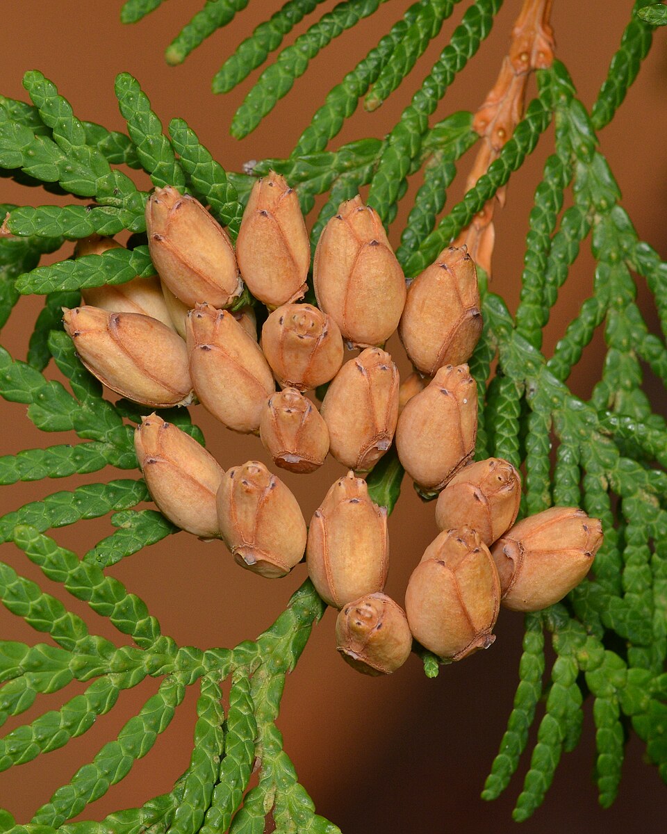 File:Northern Whitecedar (Thuja occidentalis) - Algonquin Provincial Park, Ontario 2019-09-20.jpg