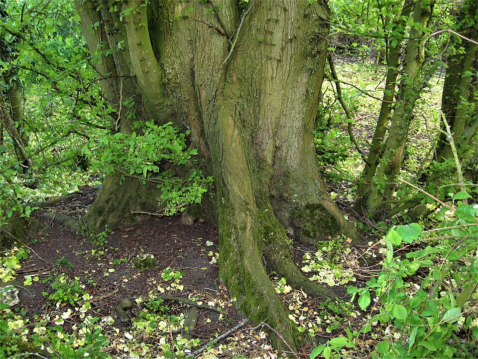 File:Bole of ancient Ulmus laevis in hedgerow near Over Wallop, England.jpg