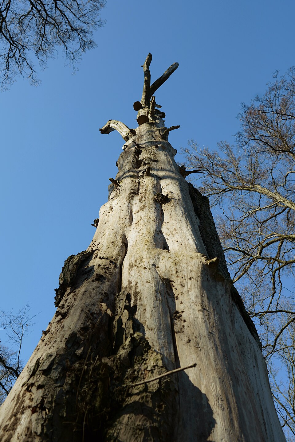 File:Kraków Las Mogilski pomnik przyrody Wiąz szypułkowy Ulmus laevis b.jpg
