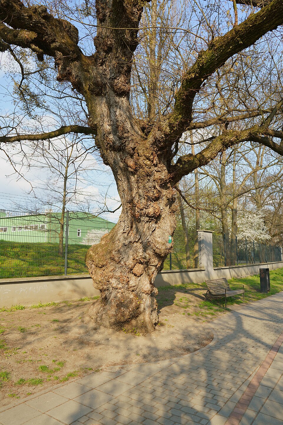File:Kraków ul. Zakątek pomnik przyrody Wiąz szypułkowy Ulmus laevis 1.jpg