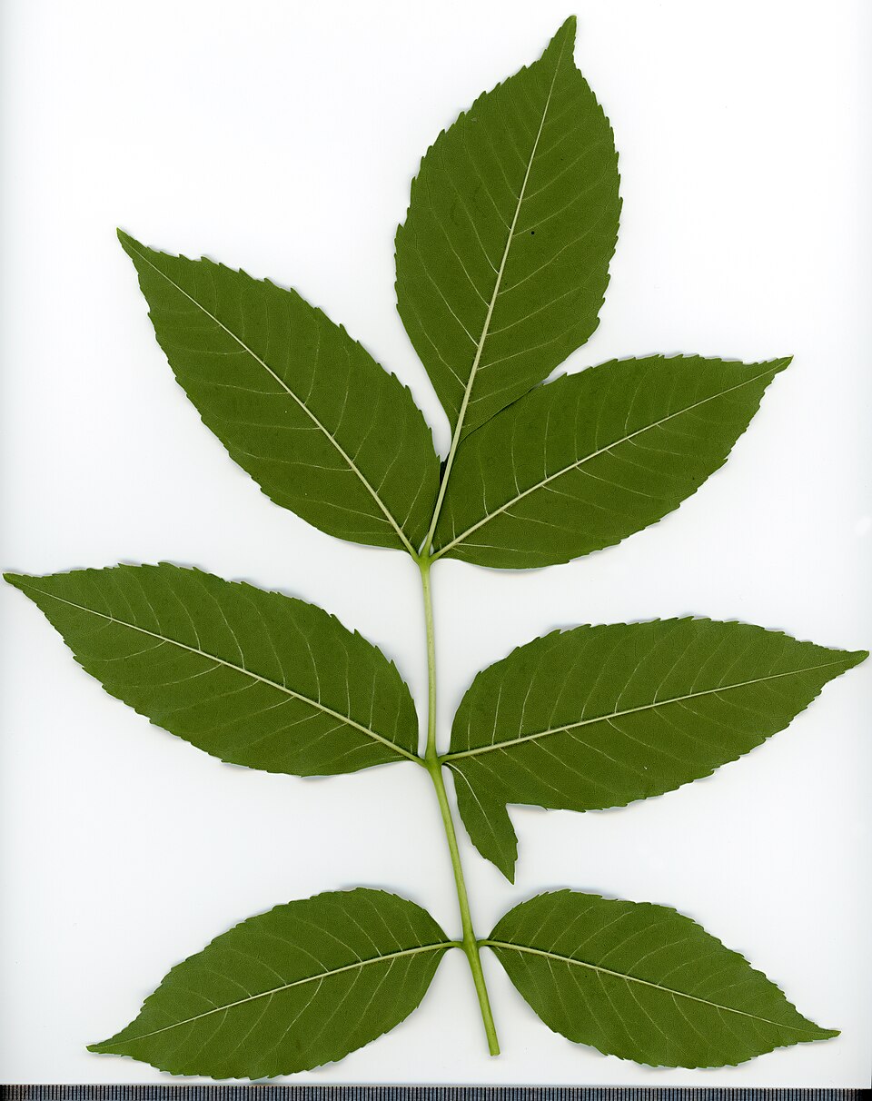 File:2020 year. Herbarium. Fraxinus. img-016.jpg
